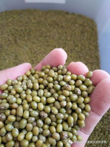 敖漢小米再獲國家級榮譽，農副產品銷售迎來新機遇