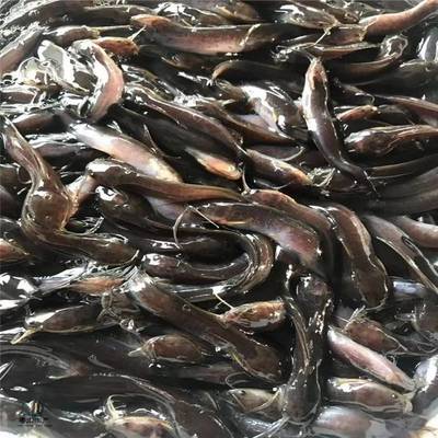 粵宏水產(chǎn) 專(zhuān)業(yè)批發(fā)優(yōu)質(zhì)埃及塘鲺魚(yú)苗，信譽(yù)為本，服務(wù)全國(guó)