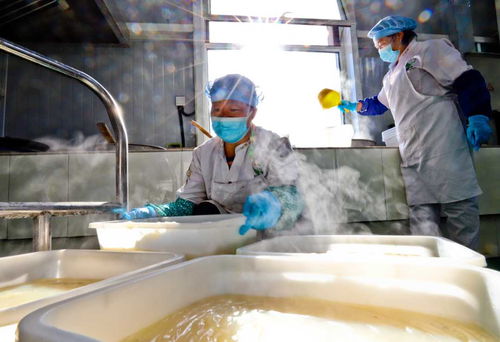 甘肅張掖 粉皮面筋走俏市場，農副產品銷售新引擎